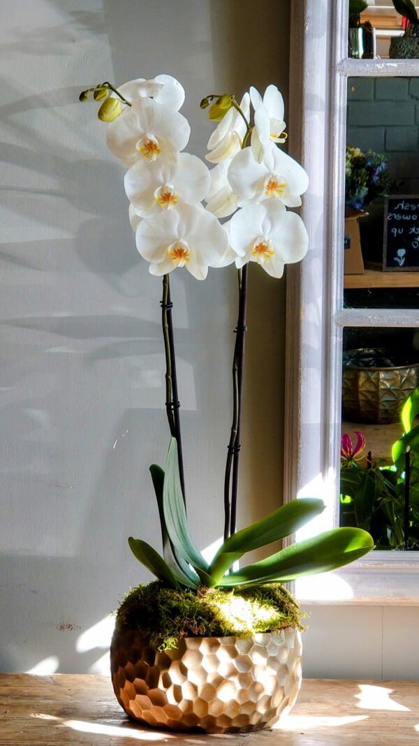 Planted Phaelanopsis Orchid Arrangement