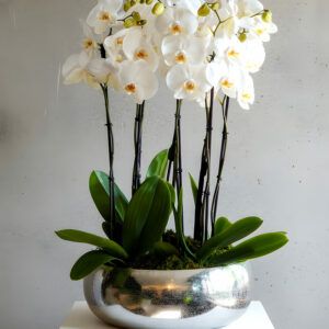 Luxury Orchid Arrangement