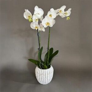 Planted Luxury Tall Phalaenopsis Orchid Arrangement