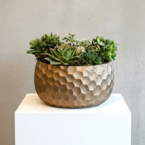 Succulent Arrangement