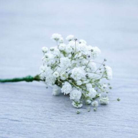 Gypsophelia Buttonhole