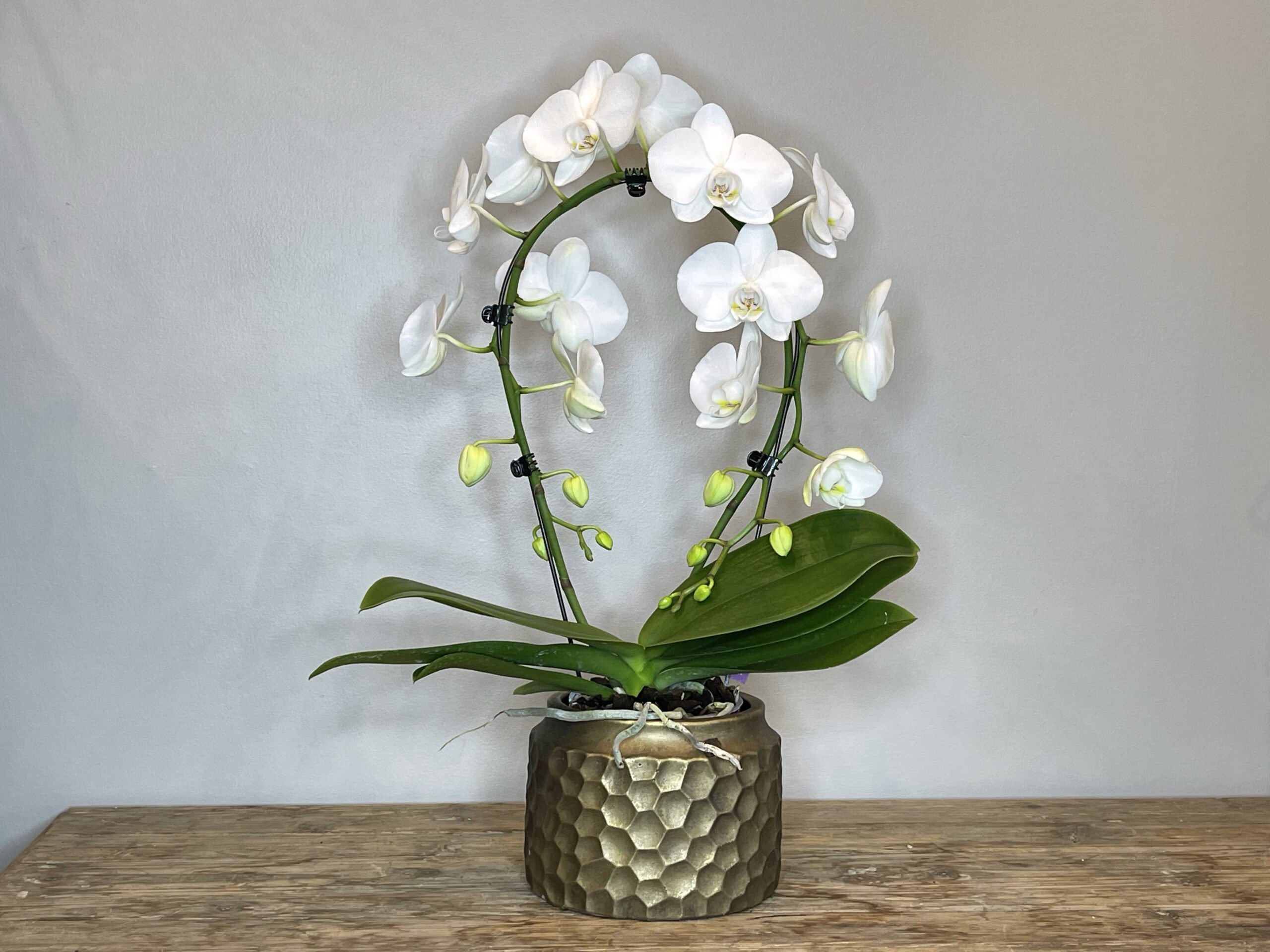 White Cascade Orchid with Pot