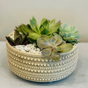 Succulent Arrangement with Pot
