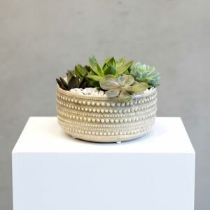Succulent Arrangement with Pot