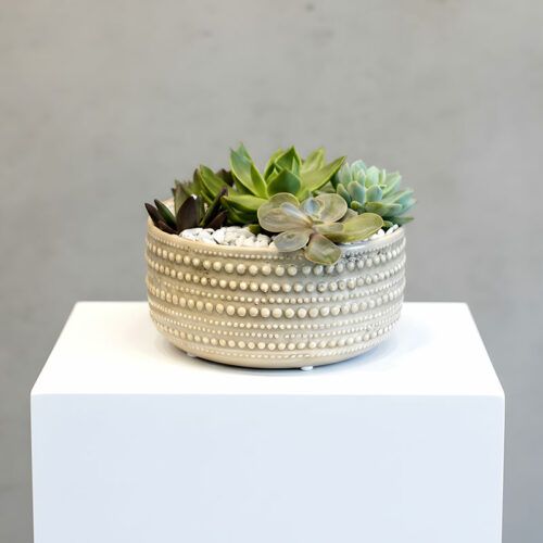 Succulent Arrangement with Pot