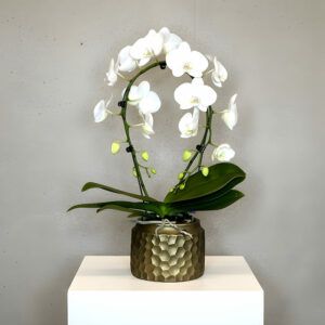White Cascade Orchid with Pot