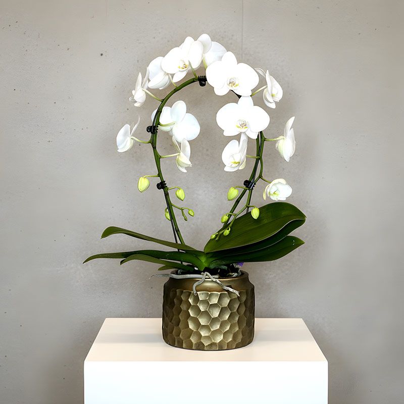 White Cascade Orchid with Pot