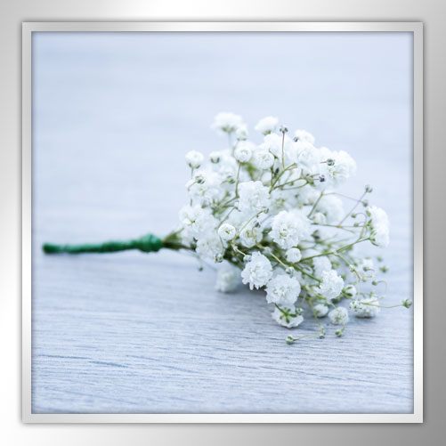 Gypsophelia Package