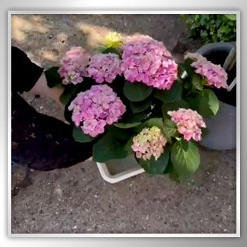 Chase the Summer Sun with our Beautiful Bouquets