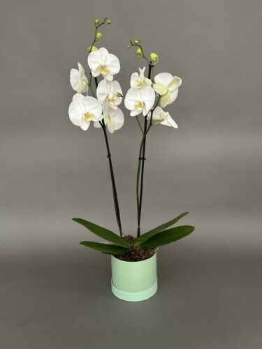 White Phalaenopsis in Hatbox