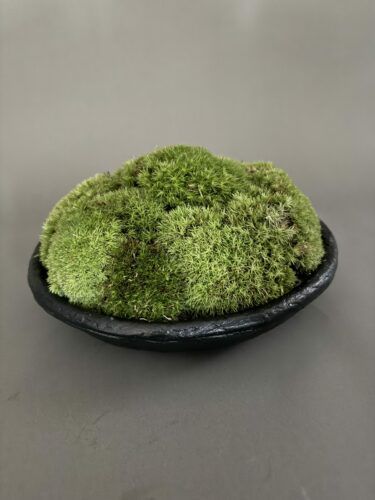 Contemporary Moss Arrangement