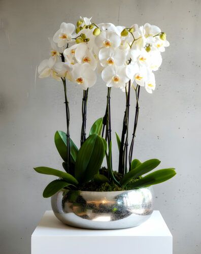 Luxury Phalaenopsis Orchid Arrangement
