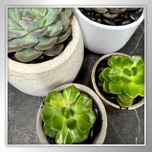 Summer Specials - Flower Trends for you in July